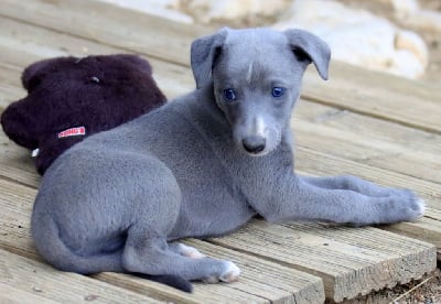 Les chiots de Whippet