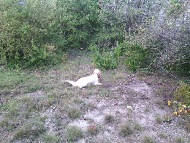 Publication : Des Berges De La Lergue Auteur : CONGRAS Geraldine