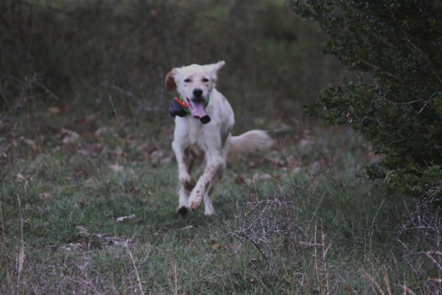 Publication : Des Berges De La Lergue Auteur : CONGRAS Geraldine