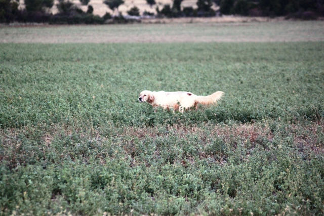 Publication : Des Berges De La Lergue Auteur : CONGRAS Geraldine