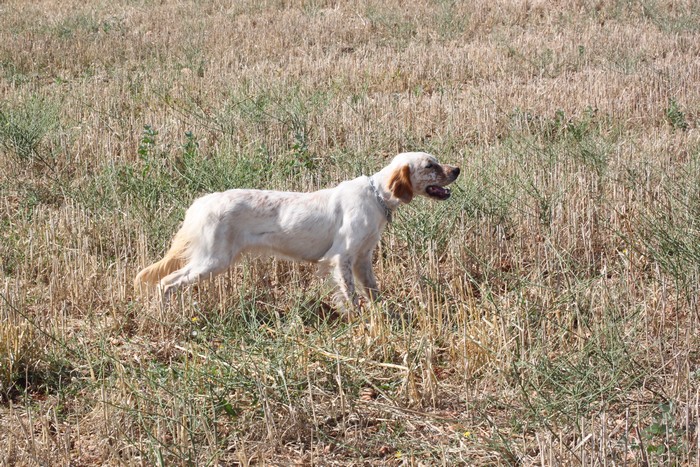 Publication : Des Berges De La Lergue Auteur : CONGRAS Geraldine