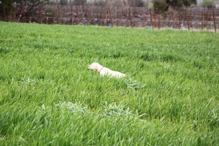 Publication : Des Berges De La Lergue Auteur : CONGRAS Geraldine