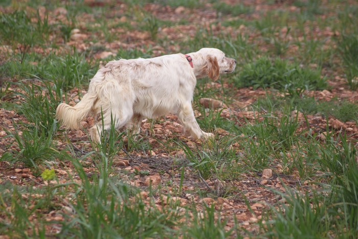 Publication : Des Berges De La Lergue Auteur : CONGRAS Geraldine