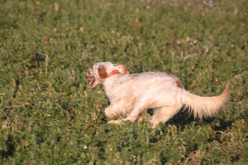 Publication : Des Berges De La Lergue Auteur : CONGRAS Geraldine