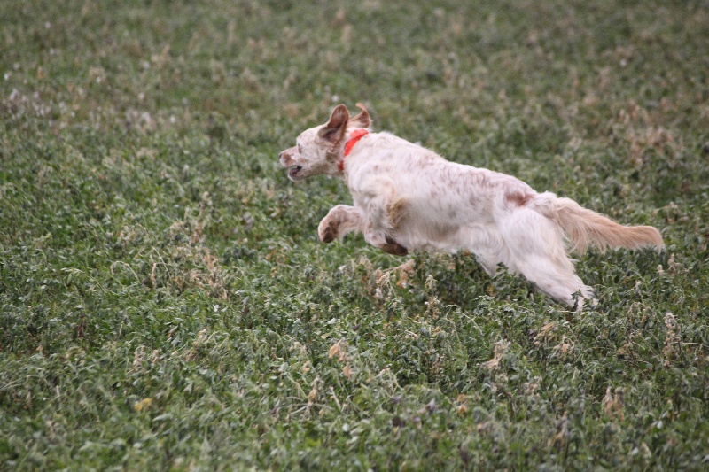 Publication : Des Berges De La Lergue Auteur : CONGRAS Geraldine