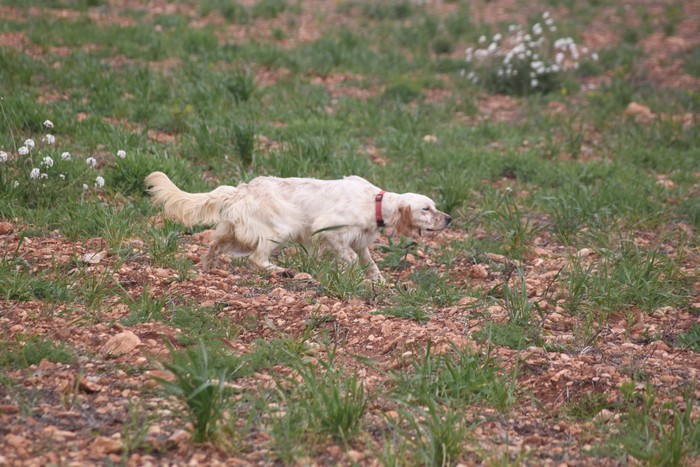Publication : Des Berges De La Lergue Auteur : CONGRAS Geraldine
