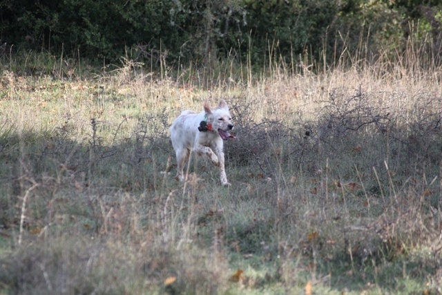 Publication : Des Berges De La Lergue Auteur : CONGRAS Geraldine