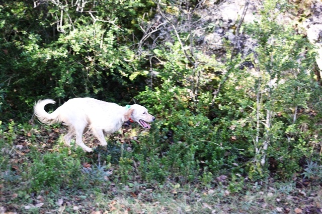 Publication : Des Berges De La Lergue Auteur : CONGRAS Geraldine