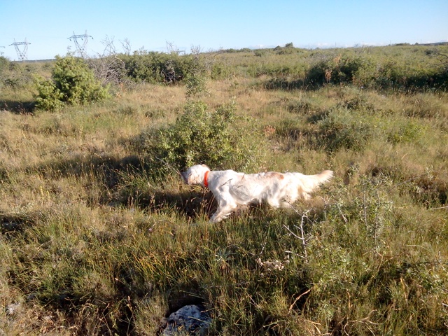 Publication : Des Berges De La Lergue Auteur : CONGRAS Geraldine