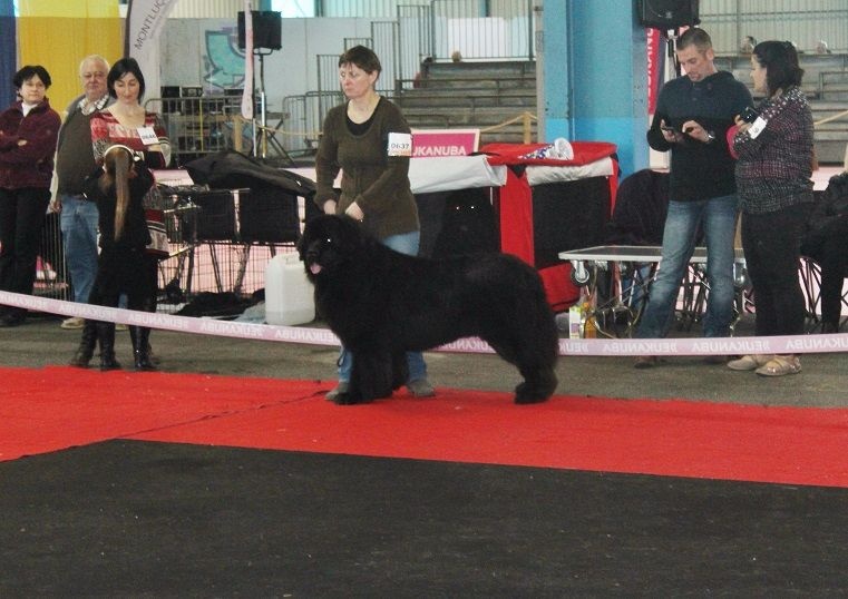 Hector le herscheur Des Galibots Du Vent - Exc sélectionné parmi 8 COM sur 20