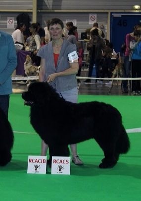 Hector le herscheur Des Galibots Du Vent - R-CACIB + R-CACS