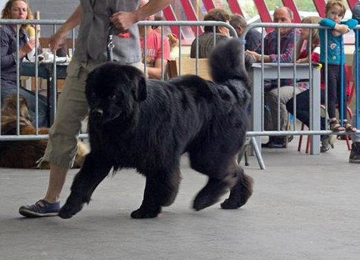Hector le herscheur Des Galibots Du Vent - COM : 2e Exc RCAC