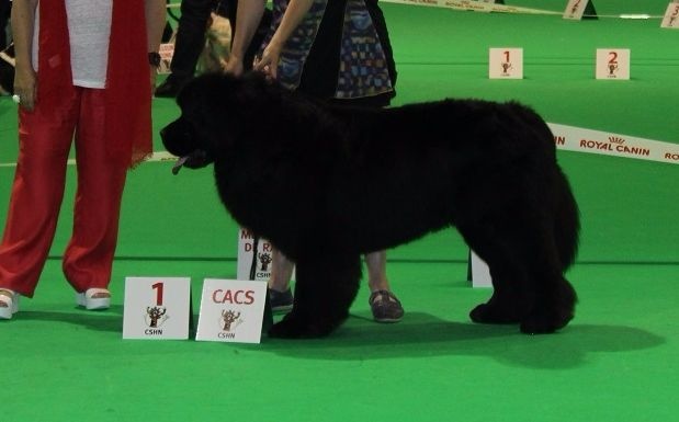 Hector le herscheur Des Galibots Du Vent - COM : 1er Exc CAC BOS