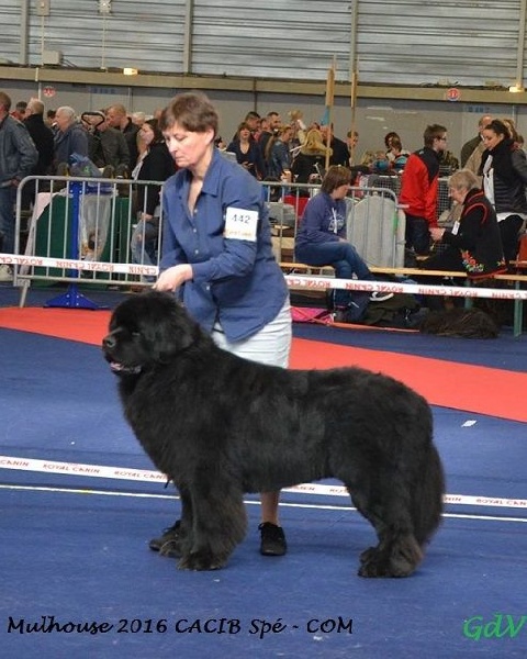 Hector le herscheur Des Galibots Du Vent - COM : 3e EXC