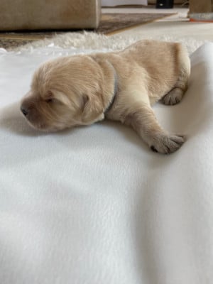 Chiot - collier gris - Golden Retriever
