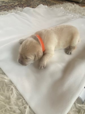 Chiot - collier orange - Golden Retriever