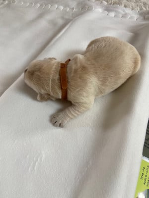 Chiot - collier marron - Golden Retriever
