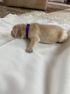 Chiot - collier violet - Golden Retriever