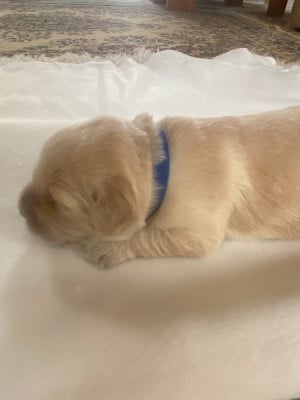 Chiot - collier bleu - Golden Retriever