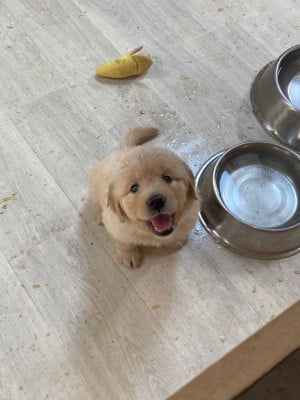 Les chiots de Golden Retriever