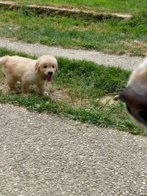 Les chiots de Golden Retriever