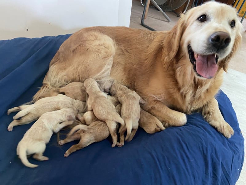Golden Retriever - Des Terres D'heragon