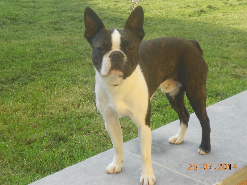 CH. It is all good Du grand fresnoy - 1 EXELLENT JEUNE MALE