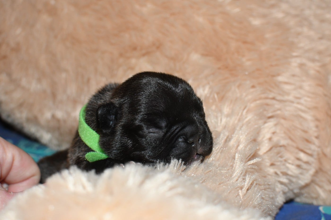 CHIOT 3 - Bouledogue français