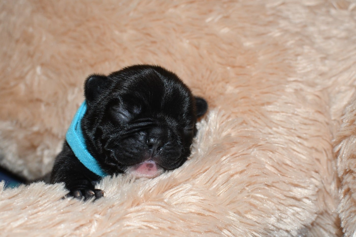 CHIOT 4 - Bouledogue français