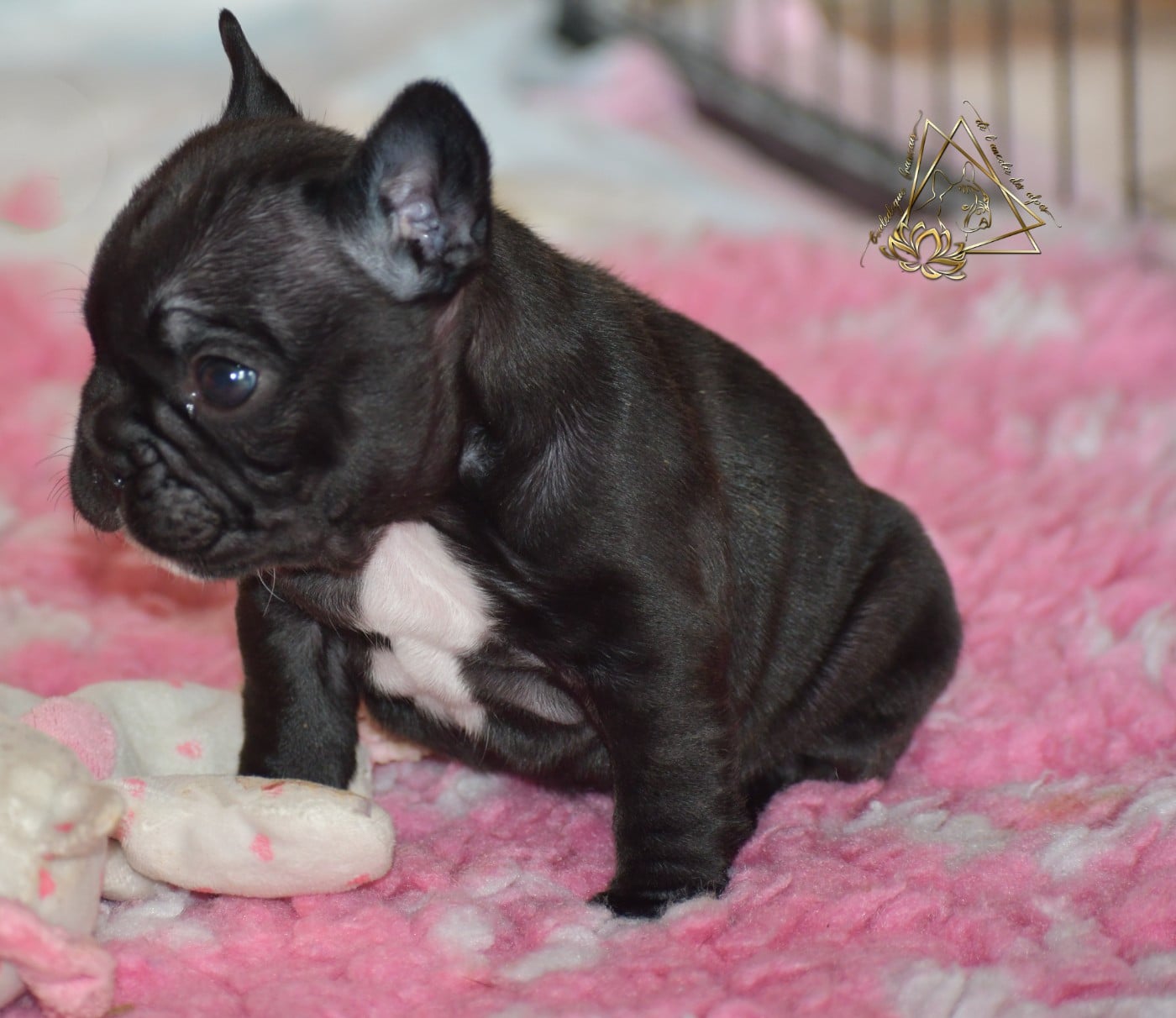 CHIOT 1