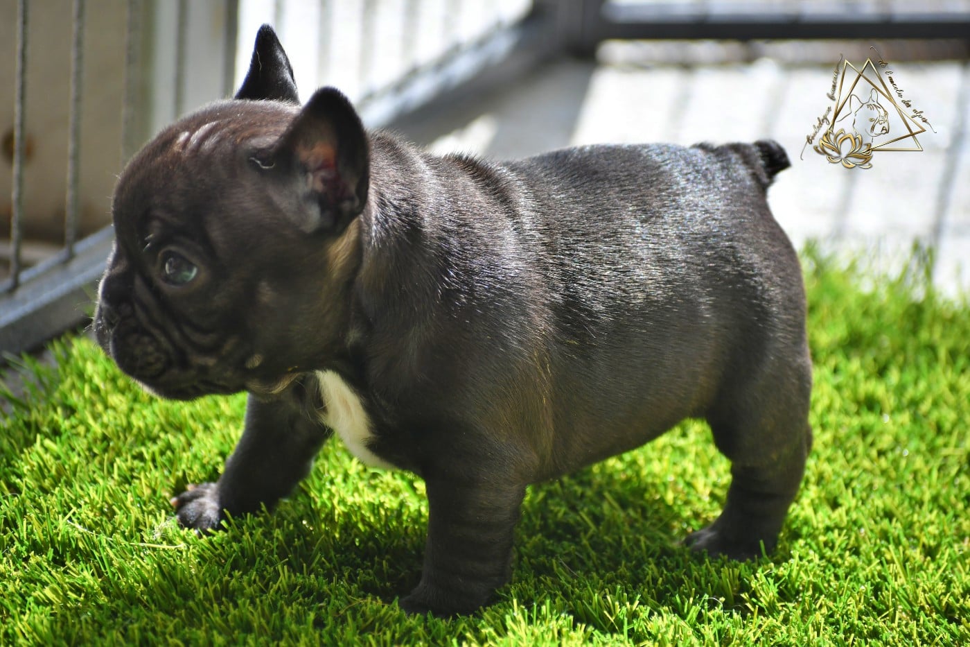 CHIOT 1