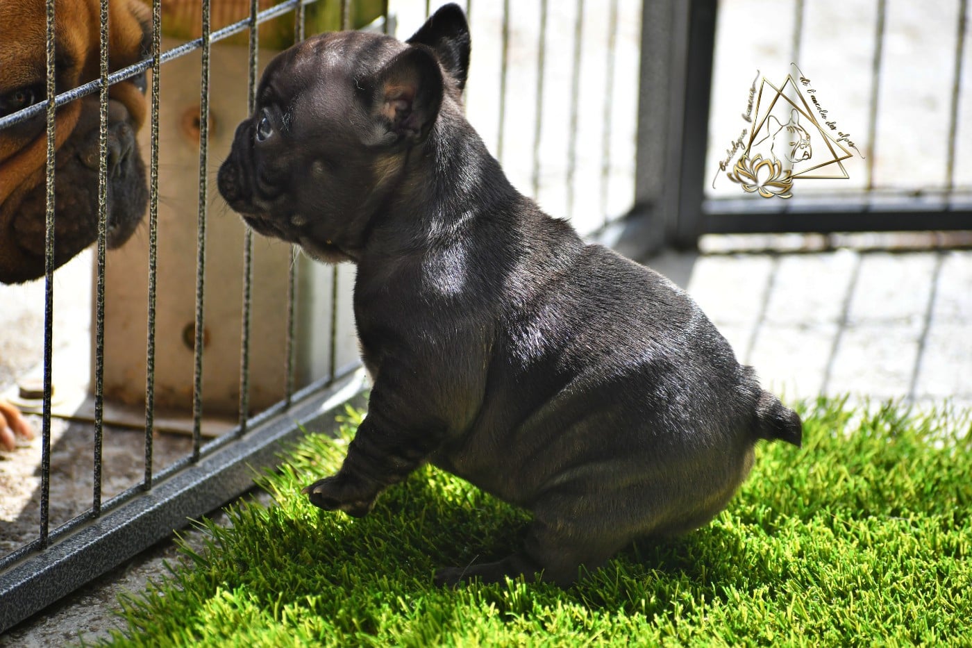 CHIOT 1