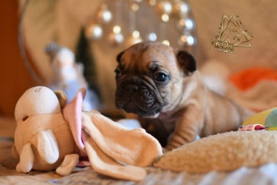 Les chiots de Bouledogue français