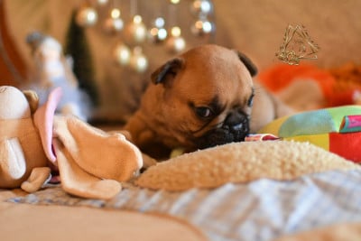Les chiots de Bouledogue français