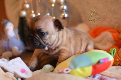 Les chiots de Bouledogue français