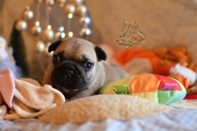 Les chiots de Bouledogue français