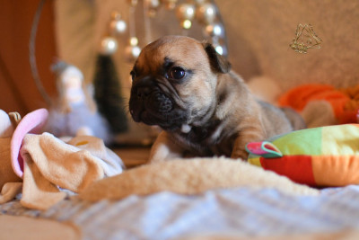 Les chiots de Bouledogue français