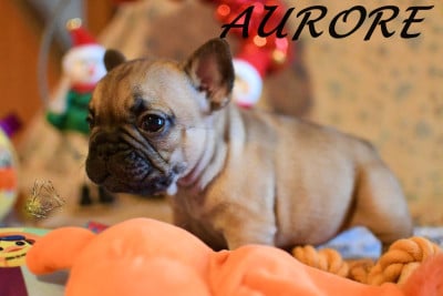 Les chiots de Bouledogue français