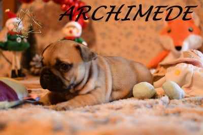 Les chiots de Bouledogue français