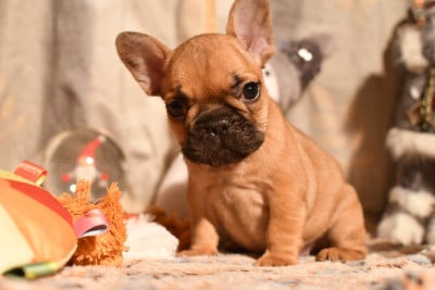 Les chiots de Bouledogue français