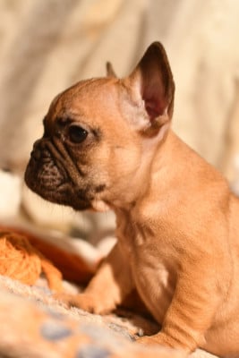 Les chiots de Bouledogue français