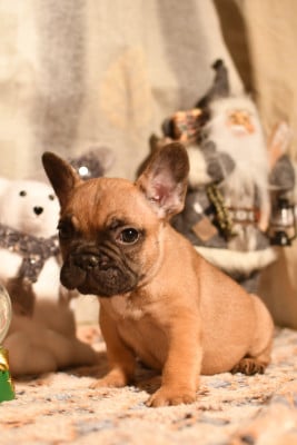 Les chiots de Bouledogue français