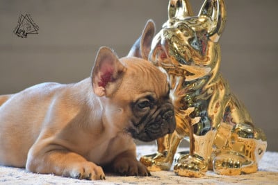Les chiots de Bouledogue français