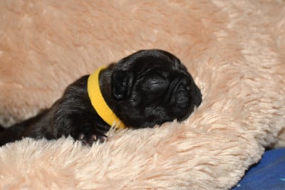 CHIOT 2 - Bouledogue français