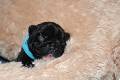 CHIOT 4 - Bouledogue français