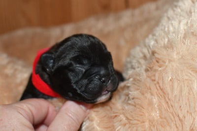 Les chiots de Bouledogue français