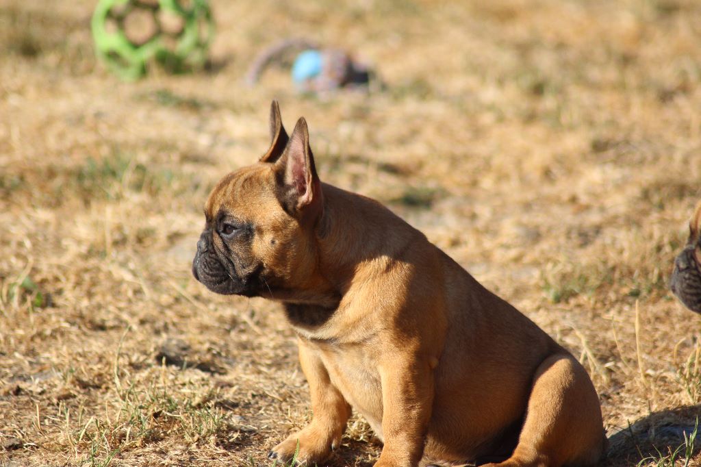 P'tit nikola De l'ancolie des alpes - tres prometteur