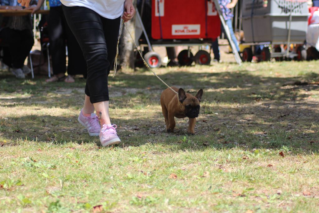 P'tit nikola De l'ancolie des alpes - tres prometteur