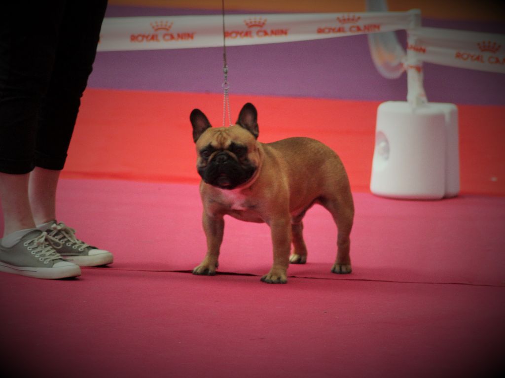 Messiah du Berceau des Loups Anges - 4 eme exc