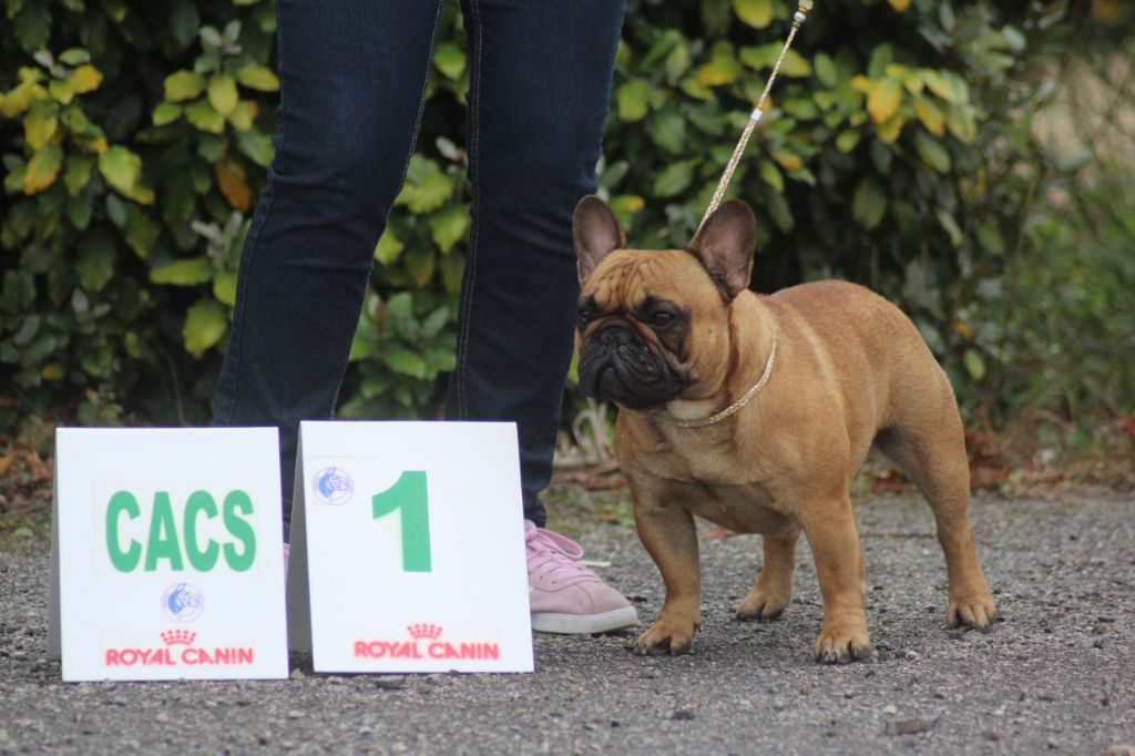 P'tit nikola De l'ancolie des alpes - 1er exc + CACS